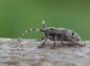 kozlíček zdobený (Brouci), Mesosa curculionoides (Linnaeus, 1761), Cerambycidae (Coleoptera)